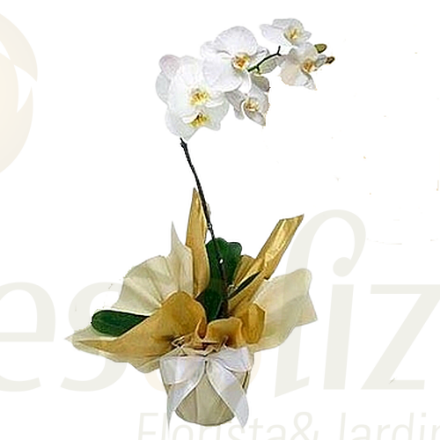 Imagem de Phalaenopsis Branca