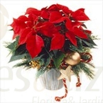 Picture of Poinsetia