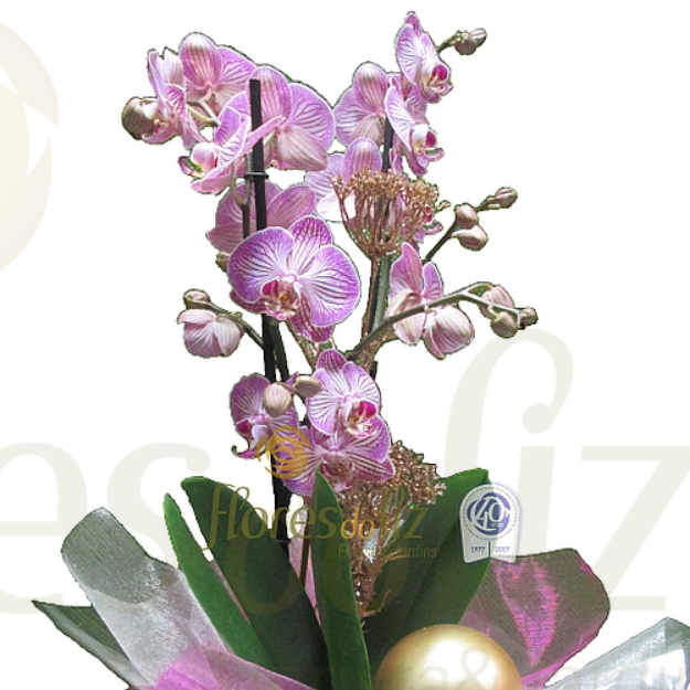 Image de Phalaenopsis Rosa/ Lilas