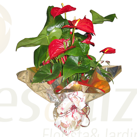 Imagem de Anthuirum Natal