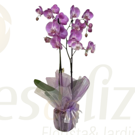 Picture of Phalaenopsis Pink Lilac