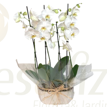 Image de Phalaenopsis Blanc 2