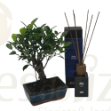 Imagem de Pack Bonsai + Ambientador Amber