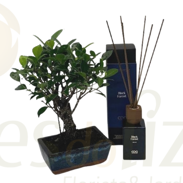 Imagem de Pack Bonsai + Ambientador Black Forest