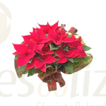 Imagem de Estrela de Natal