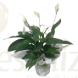 Imagem de Spathiphyllum